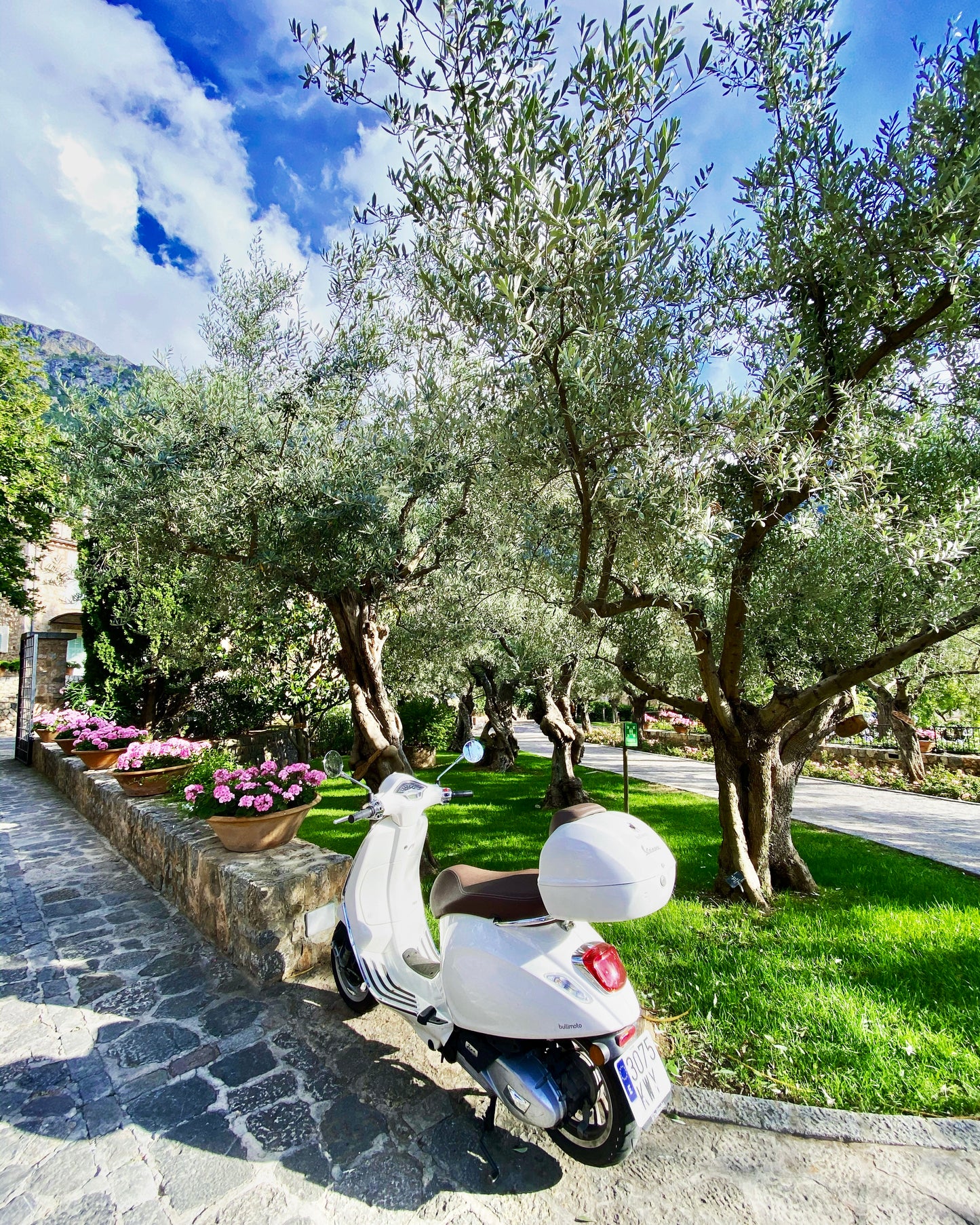 Olive Tree