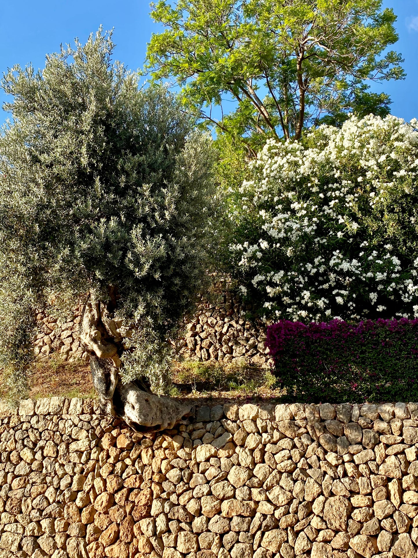 Under the olive tree