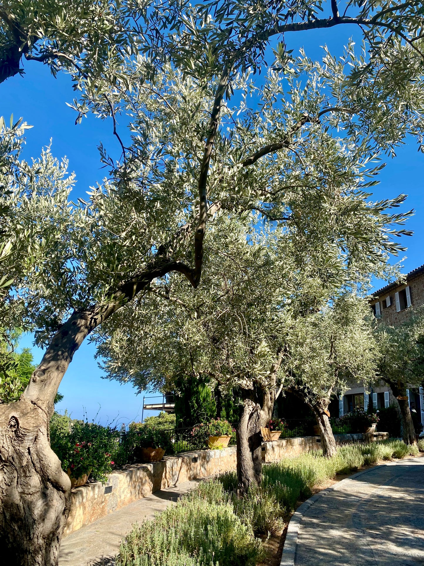Olive(r) Twist